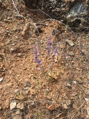 Streptanthus polygaloides