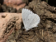 Celastrina humulus