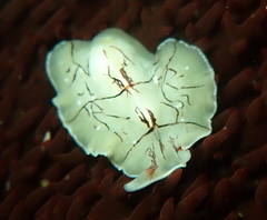Eurylepta californica