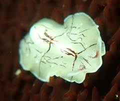 Eurylepta californica