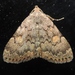 Common Idia Moth - Photo (c) Royal Tyler, some rights reserved (CC BY-NC-SA), uploaded by Royal Tyler