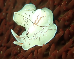 Eurylepta californica