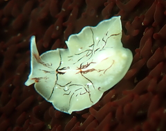 Eurylepta californica