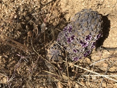 Pholisma arenarium