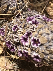 Pholisma arenarium