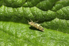 Eupteryx urticae