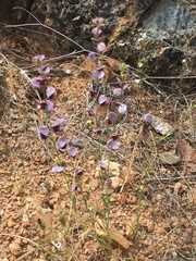 Streptanthus polygaloides