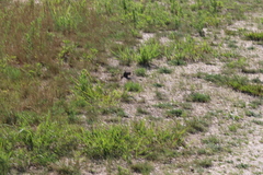 Spizella passerina passerina