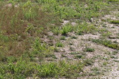 Spizella passerina passerina