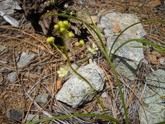 Toxicoscordion micranthum