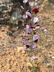 Streptanthus polygaloides