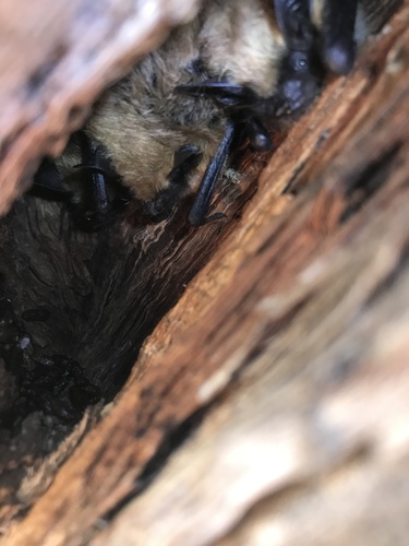 Fringed Myotis