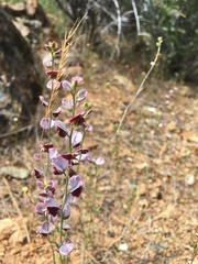 Streptanthus polygaloides