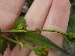 Campiglossa sororcula