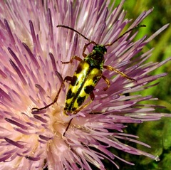 Typocerus octonotatus