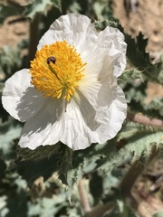 Argemone munita
