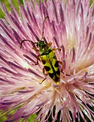 Typocerus octonotatus