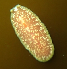 Euryleptidae