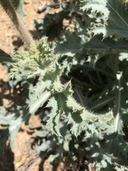 Argemone munita