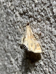 Petrophila daemonalis