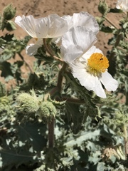 Argemone munita