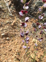 Streptanthus polygaloides