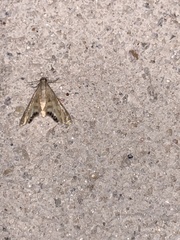 Petrophila daemonalis