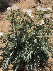 Argemone munita
