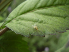 Campiglossa sororcula