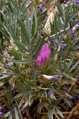 Oxytropis aciphylla