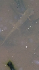 Ambystoma talpoideum