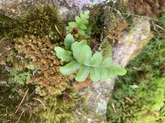 Polypodium hesperium