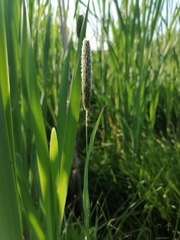 Alopecurus pratensis