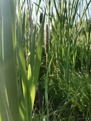 Alopecurus pratensis