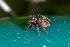 Saitis virgatus