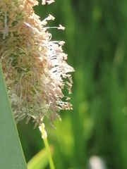 Alopecurus pratensis