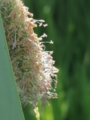 Alopecurus pratensis