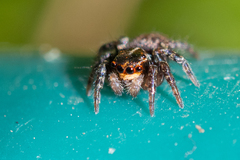 Saitis virgatus