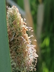 Alopecurus pratensis