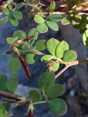 Acmispon maritimus brevivexillus