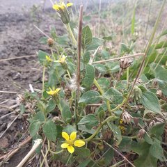 Simsia foetida