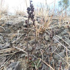 Thompsonella minutiflora
