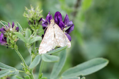 Evergestis frumentalis