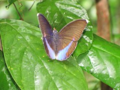 Euphaedra harpalyce harpalyce