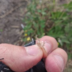 Simsia foetida