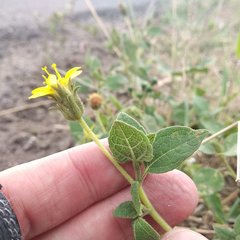 Simsia foetida
