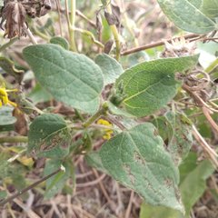 Simsia foetida