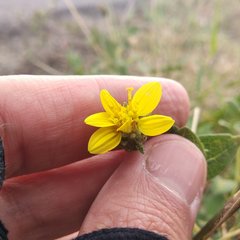 Simsia foetida
