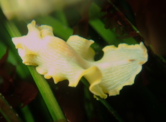 Eurylepta