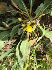 Oenothera primiveris